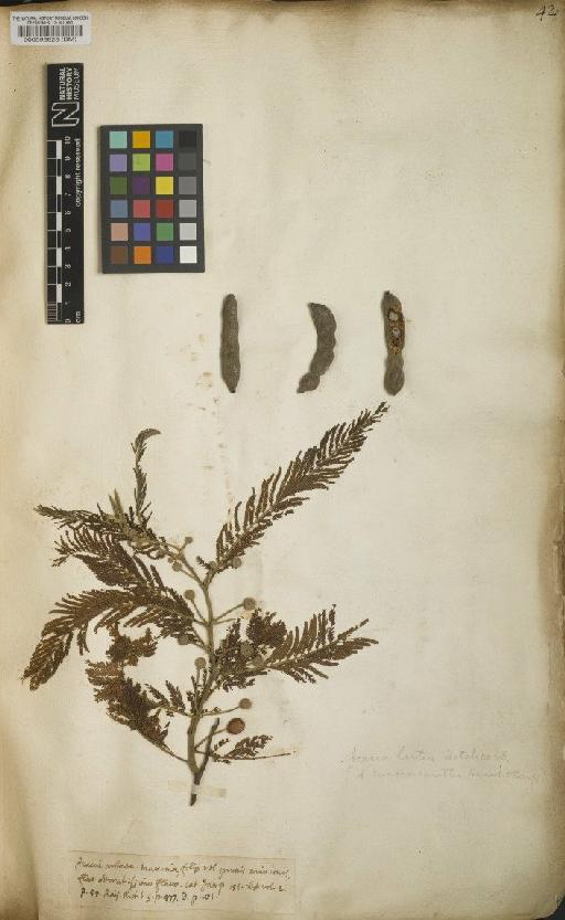 Acacia macracantha Humb. & Bonpl. ex Willd. - BM000593828