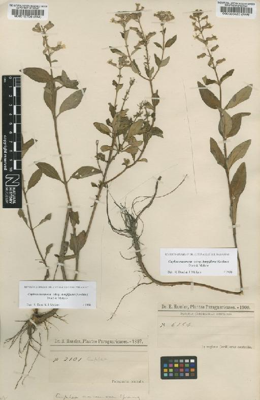 Cuphea racemosa subsp. longiflora (Koehne) Duré & Molero - BM000590420