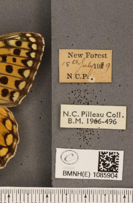 Argynnis aglaja (Linnaeus, 1758) - BMNHE_1085904_label_54784