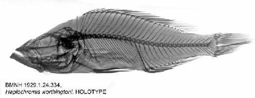 Haplochromis worthingtoni Regan, 1929 - BMNH 1929.1.24.334, Haplochromis worthingtoni, HOLOTYPE, Radiograph