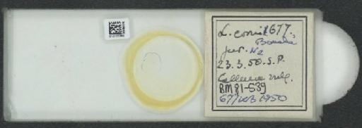 Parthenolecanium corni (Bouche, 1844) - 010137380_117397_1101018