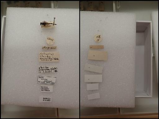 Balcha levicollis (Cameron, 1908) - Balcha levicollis (Cameron) #1414953 Wallace specimen labels