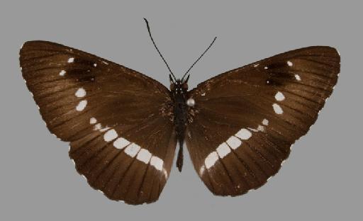 Neptis incongrua Butler - BMNH(E)#1719056_Neptis_incongrua_occidentalis_Rothschild_holotype_male_dorsal