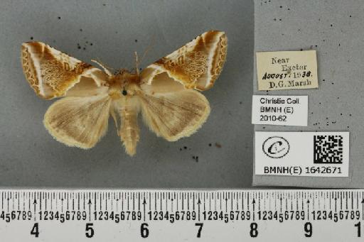 Habrosyne pyritoides (Hufnagel, 1766) - BMNHE_1642671_235467