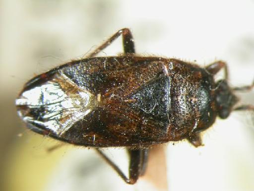 Trichodrymus sikkimensis Kiritshenko - Hemiptera: Trichodrymus Sik