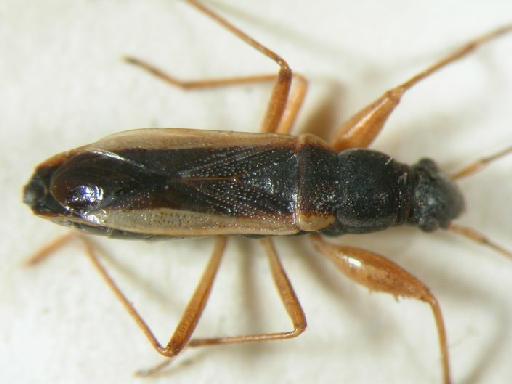 Paromius limbatus Stål - Hemiptera: Parlim