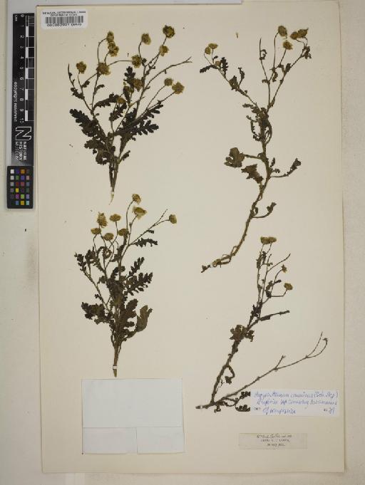 Argyranthemum adauctum subsp. canariense (Sch.Bip.) Humphries - 000083934