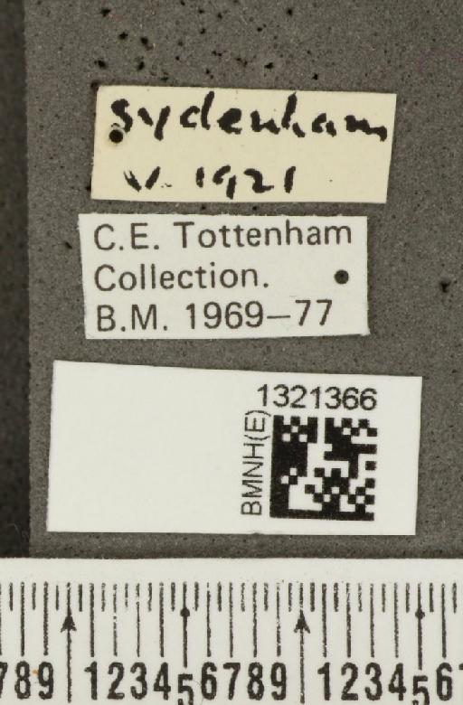 Crioceris (Crioceris) asparagi (Linnaeus, 1758) - BMNHE_1321366_a_label_11443