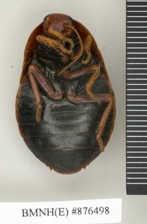 Perisphaeria crassa Walker, 1868 - Perisphaeria crassa Walker, F, 1868, female, holotype, ventral. Photographer: Edward Baker. BMNH(E)#876498