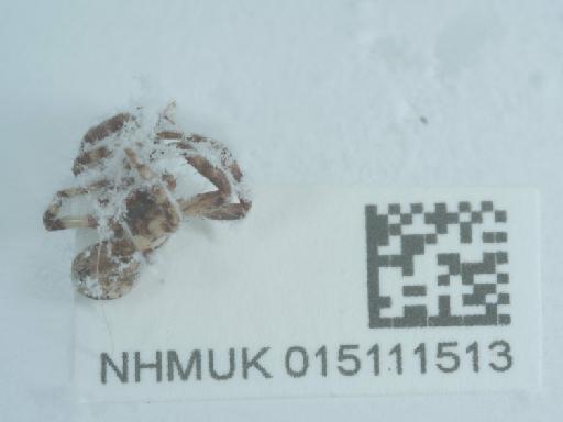 Xysticus sabulosus (Hahn, 1832) - 015111513_2