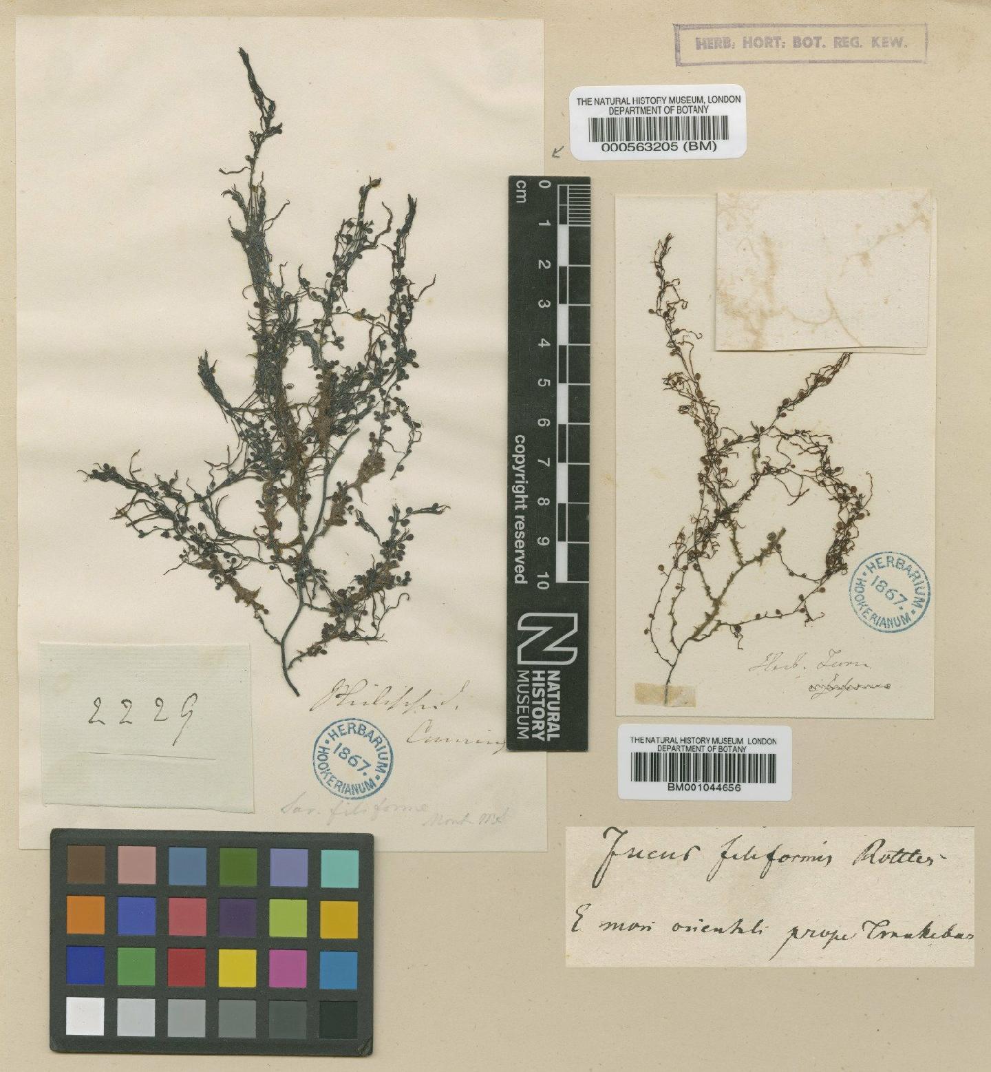 To NHMUK collection (Sargassum filiforme Mont.; NHMUK:ecatalogue:634094)