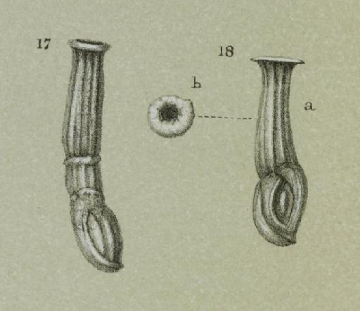 Articulina conico-articulata (Batsch 1791) - ZF1092_12_17-18_Articularia_sagra.jpg