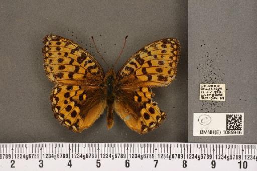 Argynnis aglaja f. scotica Watkins, 1923 - BMNHE_1085946_54935