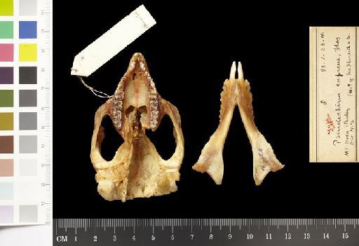 Pseudocheirus (Pseudochirops) cupreus - 1896.1.25.4_Skull_Ventral
