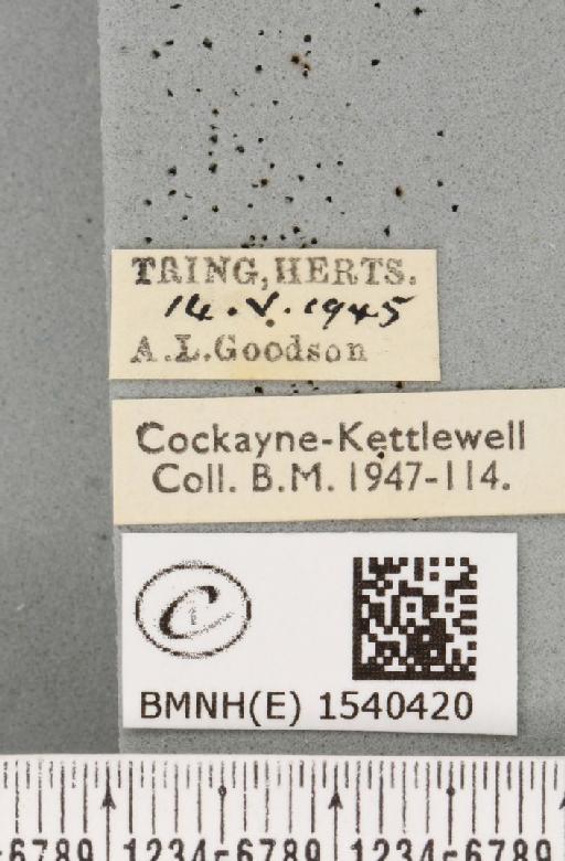 Cilix glaucata (Scopoli, 1763) - BMNHE_1540420_label_234365