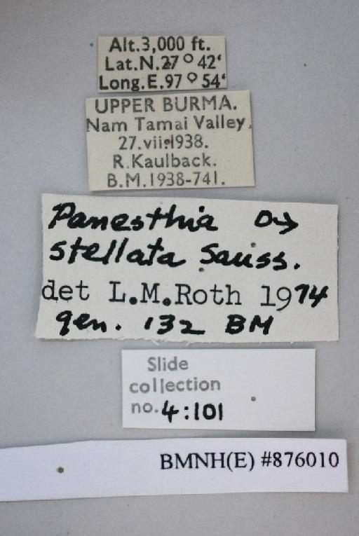 Panesthia stellata Saussure, 1895 - Panesthia stellata Saussure, 1895, male, non type, labels. Photographer: Aging Wang. BMNH(E)#876010