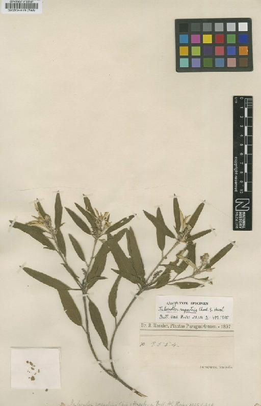 Croton rupestris (Chodat & Hassl.) G.L.Webster - BM000504419