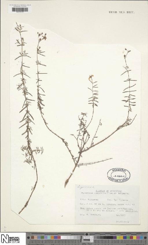 Hypericum campestre subsp. tenue N.Robson - BM001207392