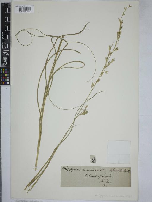 Halopyrum mucronatum (L.) Stapf - 011029968