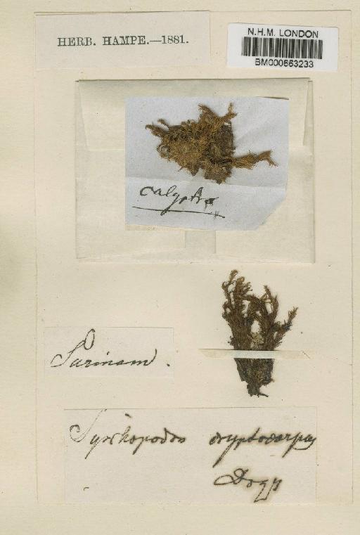 Chameleion cryptocarpos (Dozy & Molk.) L.T.Ellis & A.Eddy - BM000663233