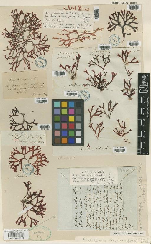 Ahnfeltiopsis devoniensis (Grev.) P.C.Silva & DeCew - BM000711551