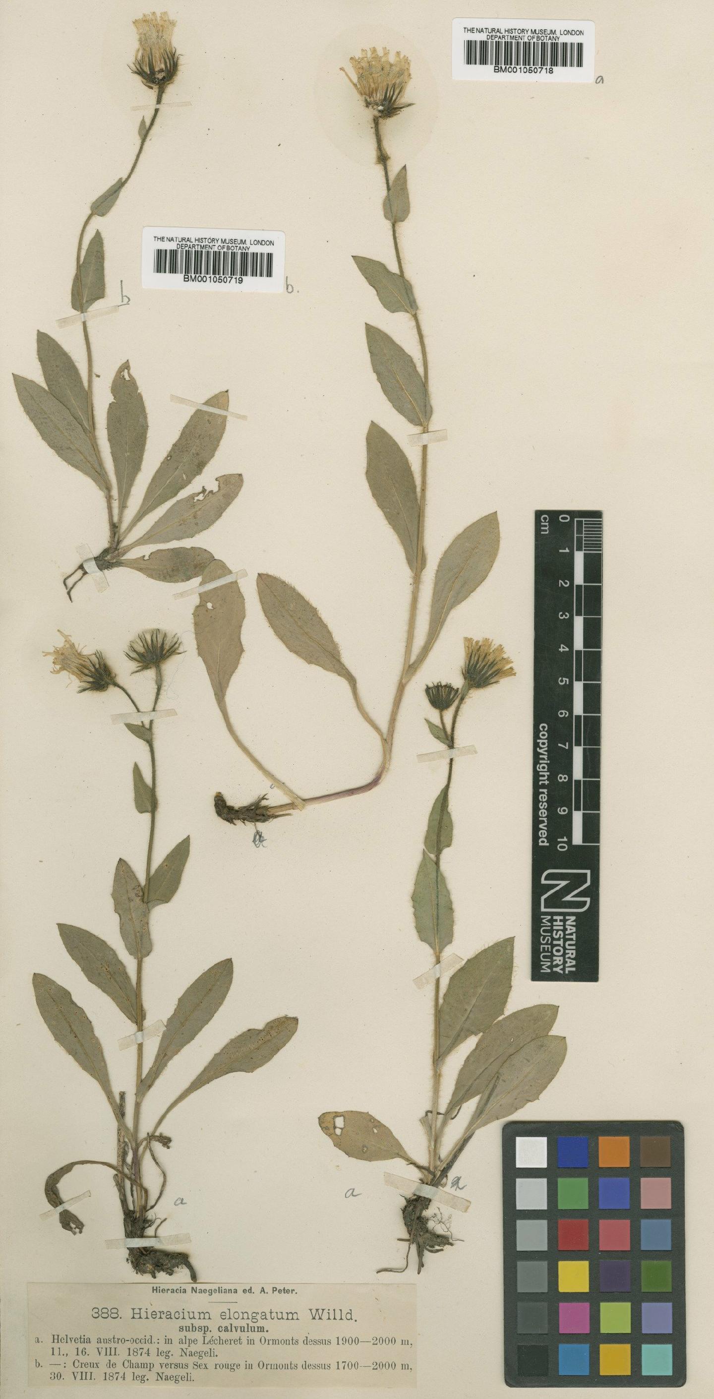 To NHMUK collection (Hieracium valdepilosum subsp. calvulum Nägeli & Peter; TYPE; NHMUK:ecatalogue:2398296)