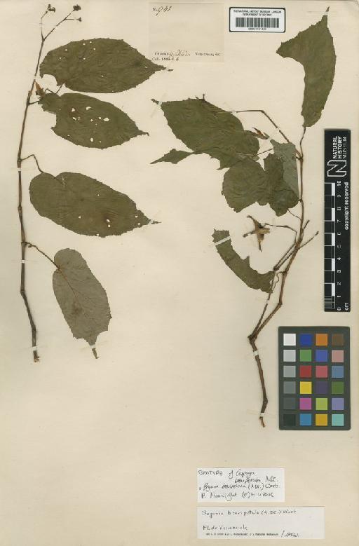 Begonia brevipetala (A.DC.) Warb. - BM001191439