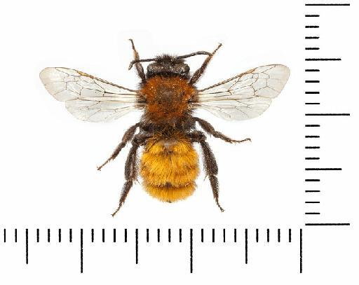 Andrena (Andrena) fulva (Müller in Allioni, 1766) - 969456