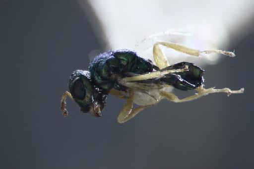 Pachylarthrus mustela Walker, 1839 - Halticoptera mustela (Walker, 1839) #1414637 Hym Type 5.848 mesosoma