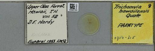 Trichomyia hawaiiensis Quate, 1954 - 015421858_811402_1329223_116851_Type
