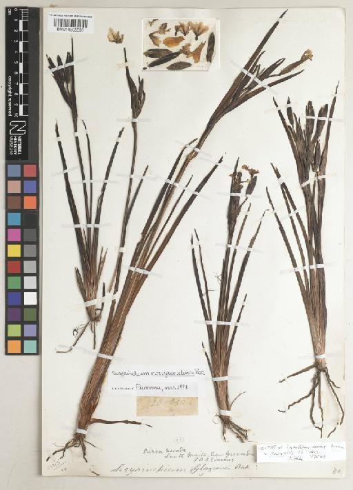 Sisyrinchium martense Ravenna - BM014605590