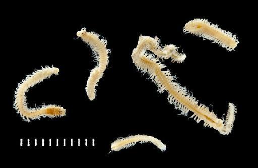 Nereis longilingulis Monro, 1937 - Polychaete type specimen; Nereidae; 1937.9.2.175-182 vial view 2