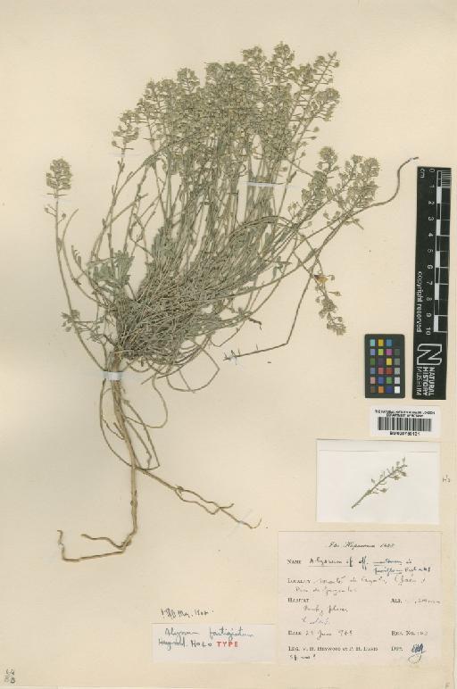 Alyssum fastigiatum Heywood - BM000750131