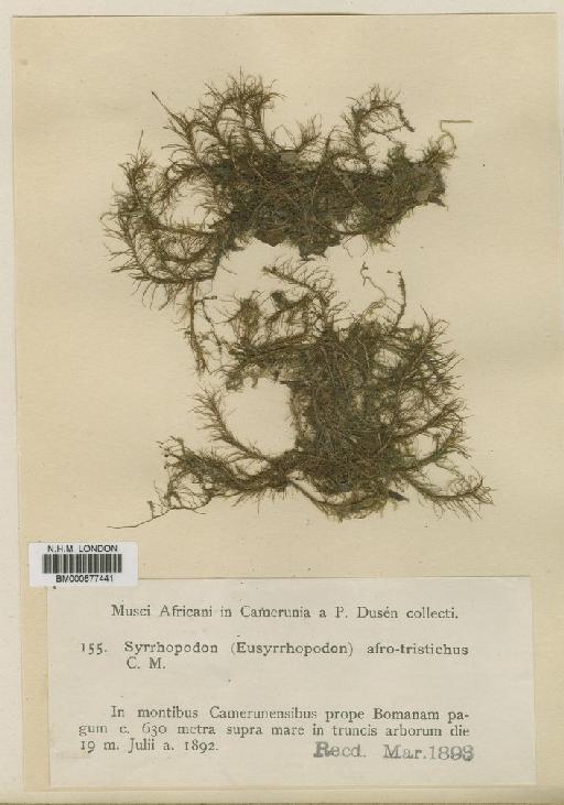 Syrrhopodon lamprocarpus Mitt. - BM000677441