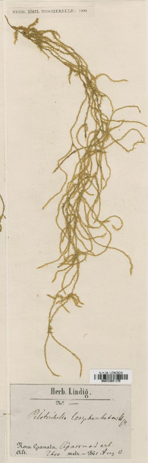 Squamidium leucotrichum (Taylor) Broth. - BM000961076