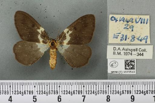 Abraxas grossulariata (Linnaeus, 1758) - BMNHE_1879510_437835