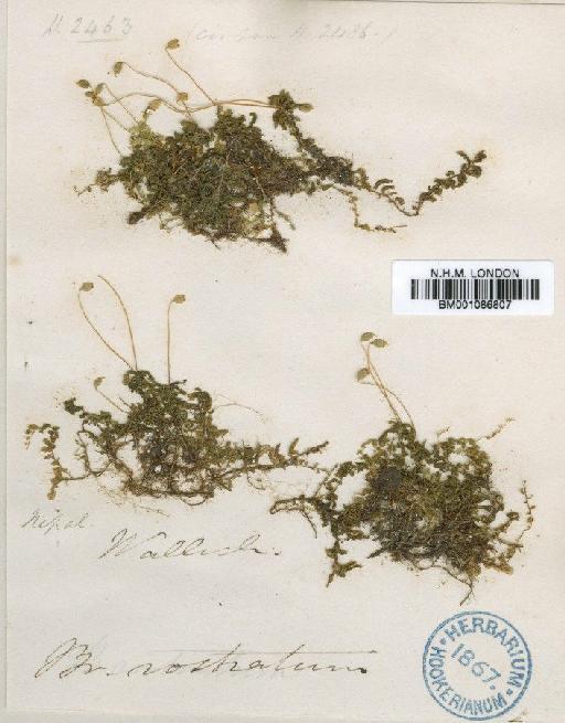 Plagiomnium rhynchophorum (Hook.) T.J.Kop. - BM001086807