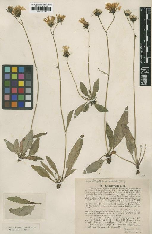 Hieracium sommerfeltii Lindeb - BM001050882