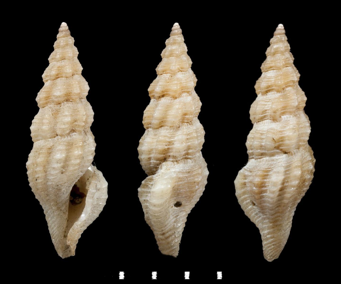 To NHMUK collection (Pleurotoma arctata Reeve, 1845; SYNTYPE(S); NHMUK:ecatalogue:2381328)