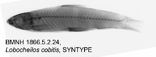 Crossocheilus cobitis (Bleeker, 1854) - BMNH 1866.5.2.24, Lobocheilos cobitis, SYNTYPE, Radiograph