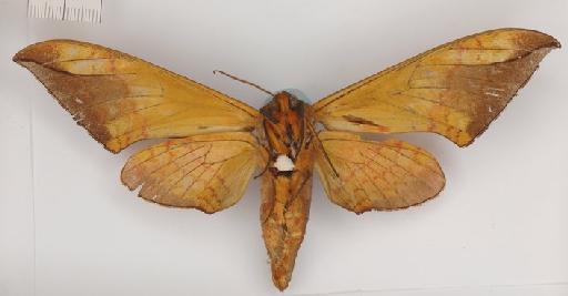 Basiana superba Moore, 1866 - Basiana superba 983922 ventral