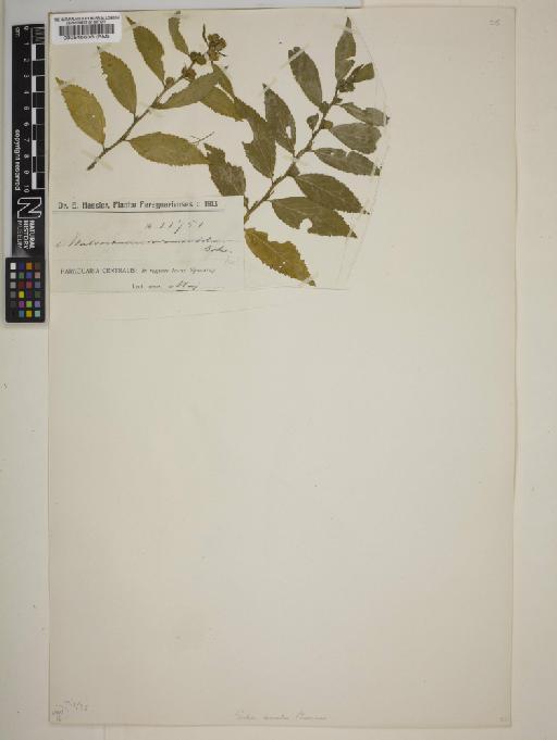 Sida acuta var. carpinifolia (L.) K.Schum. - BM000545636
