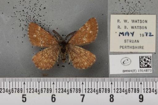 Ematurga atomaria (Linnaeus, 1758) - BMNHE_1914873_487186