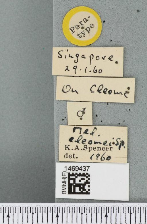 Melanagromyza cleomae Spencer, 1961 - BMNHE_1469437_label_45139