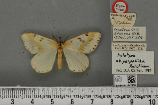 Abraxas grossulariata ab. perpallida Hutchinson, 1974 - BMNHE_1847956_418336