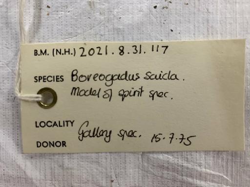 Boreogadus saida (Lepechin, 1774) - BMNH 2021.8.31.117, Boreogadus saida, label
