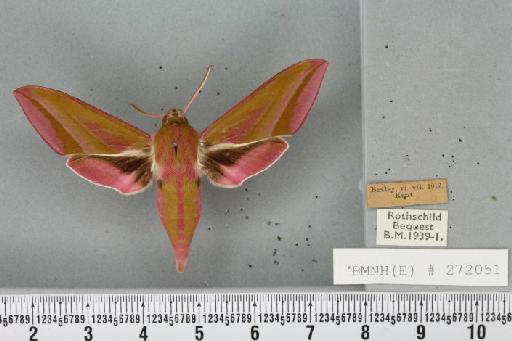 Deilephila elpenor (Linnaeus, 1758) - JASMIN_005878_241125