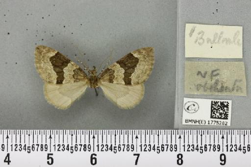 Thera obeliscata obeliscata (Hübner, 1787) - BMNHE_1775282_356414