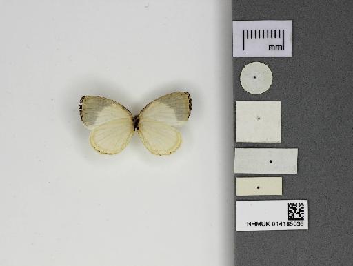 Liptena decipiens etoumbi Stempffer, Bennett & May, 1974 - 014185036_Liptena_decipiens_etoumbi_Ventral