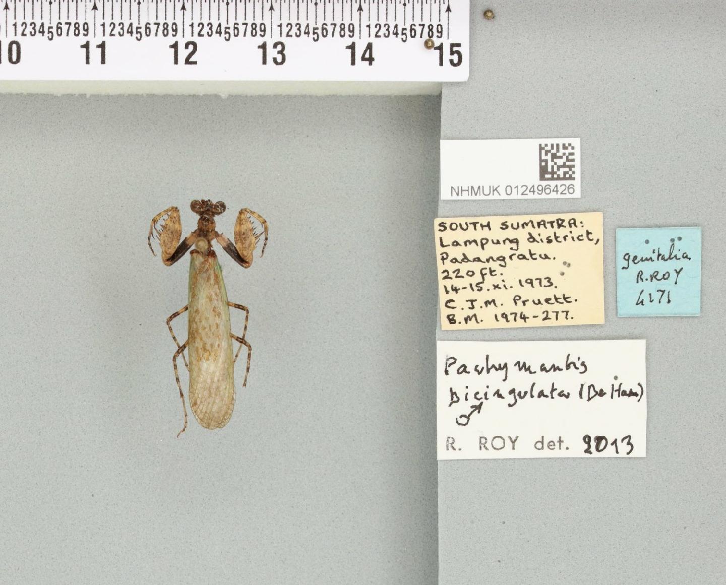 Pachymantis bicingulata thumbnail